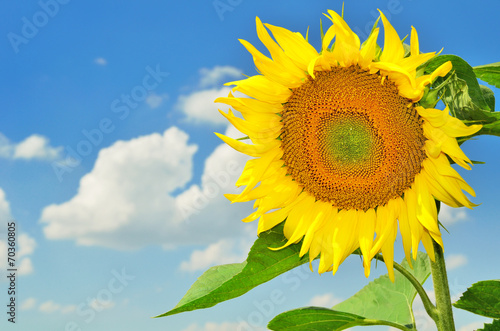 sunflower  field and sky