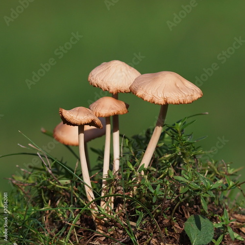 Mushrooms and moss on green background, series