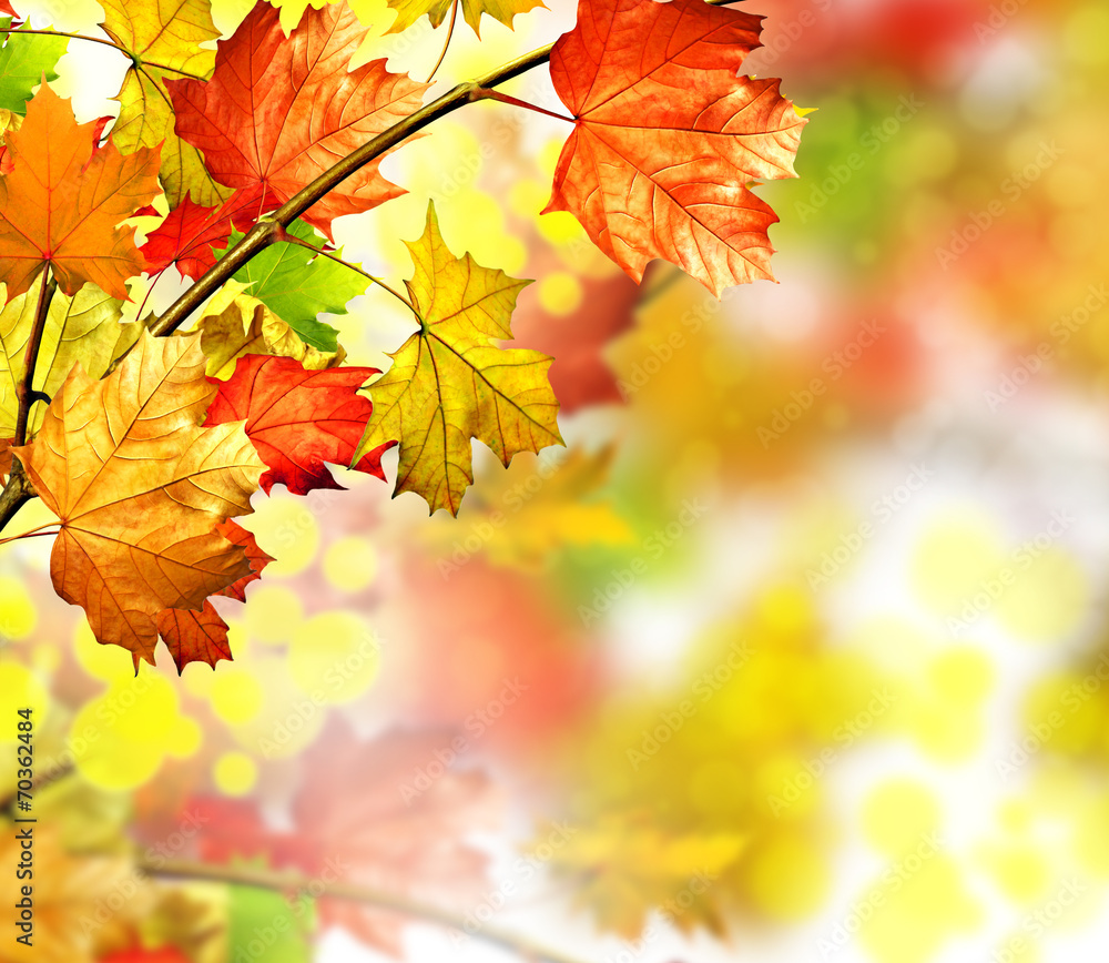 autumn foliage autumn foliage