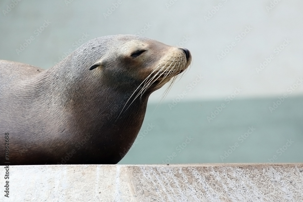 Fototapeta premium Harbor Seal
