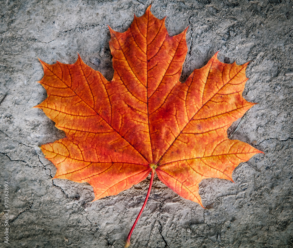 autumn leaf on the ground