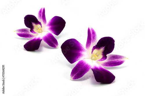 Dendrobium orchid, Orchidaceae on white background