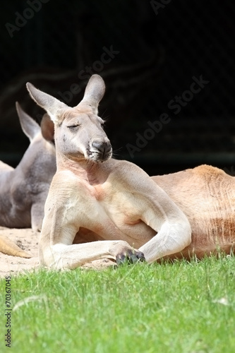 Large Wallaby © KerstinKuehne