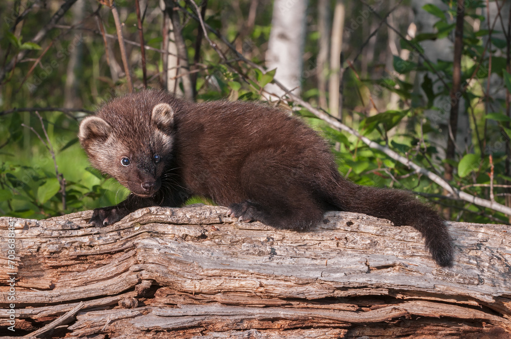 Young Fisher (Martes pennanti) on Log Looks Right Young Fisher (Martes pennanti) on Log Looks Right