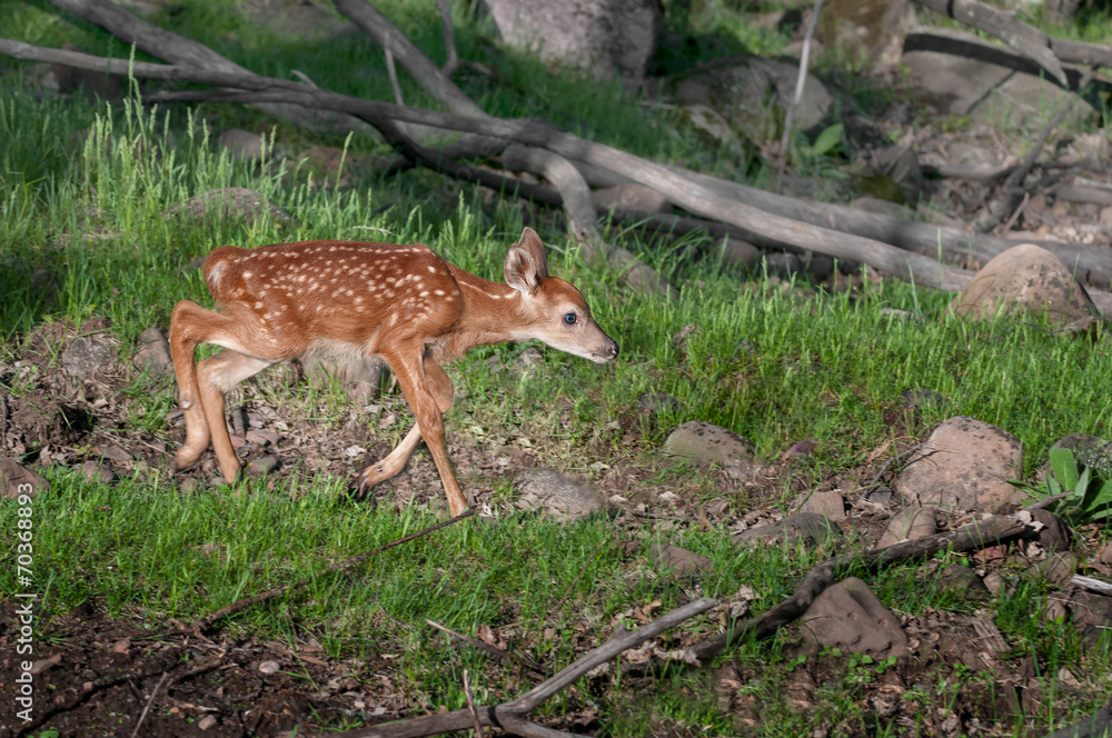White-Tailed Deer Fawn (Odocoileus virginianus) Runs Right White-Tailed Deer Fawn (Odocoileus virginianus) Runs Right