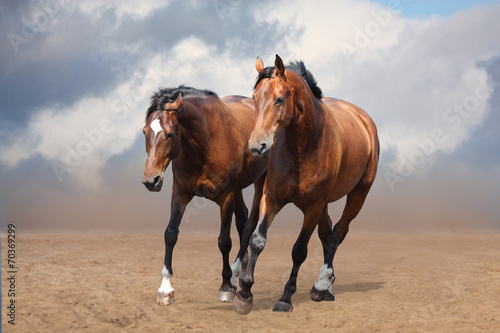 Two brown horses trotting free