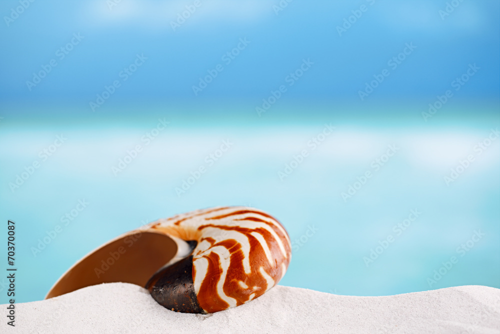 nautilus shell on white Florida beach sand under the sun light nautilus shell on white Florida beach sand under the sun light