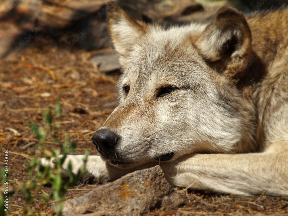 Lakota Wolf 3