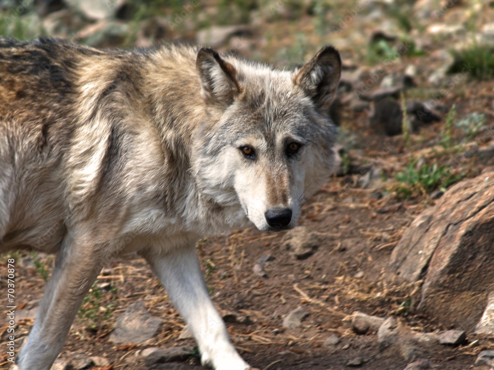 Fototapeta premium Lakota Wolf 10