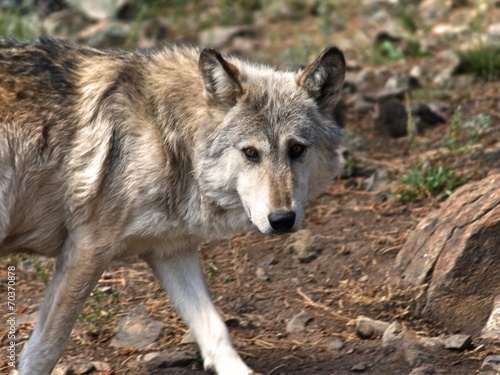 Lakota Wolf 10