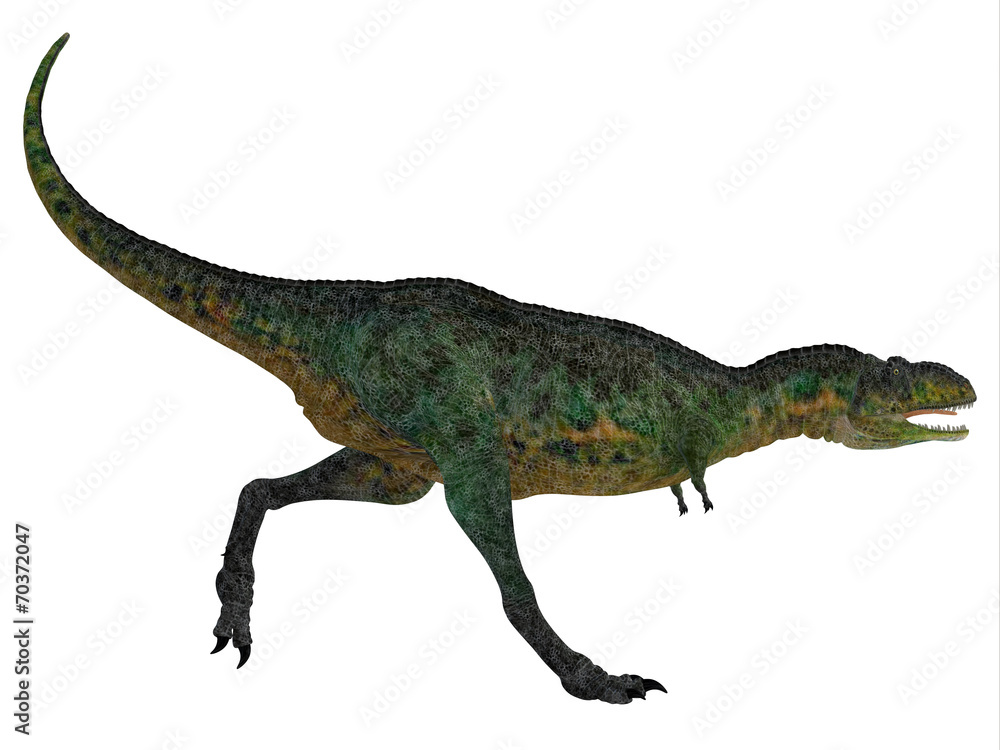 Aucasaurus on White Aucasaurus on White