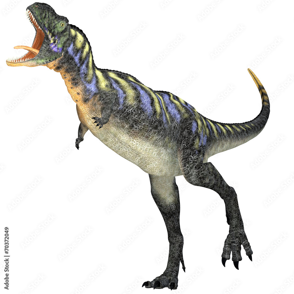 Fototapeta premium Aggressive Aucasaurus Dinosaur