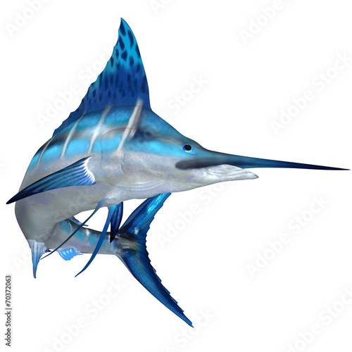 Blue Marlin Ocean Fish