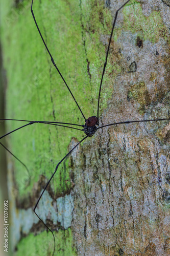 Harvestman spider or daddy longlegs