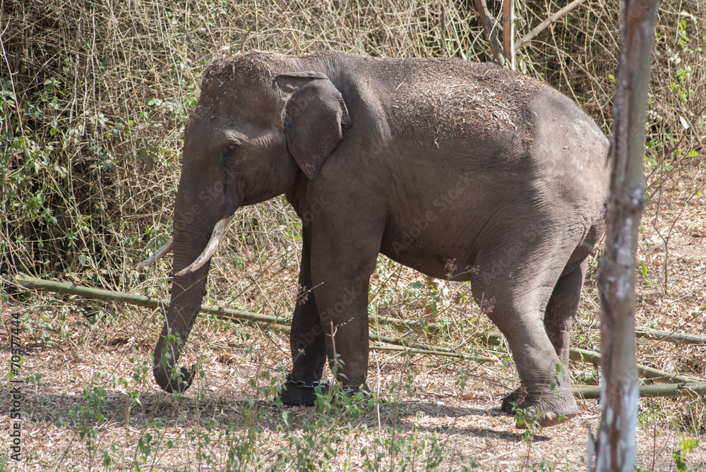 Fototapeta premium Eléphant