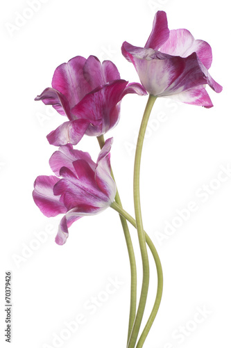 Fototapeta Naklejka Na Ścianę i Meble -  tulip