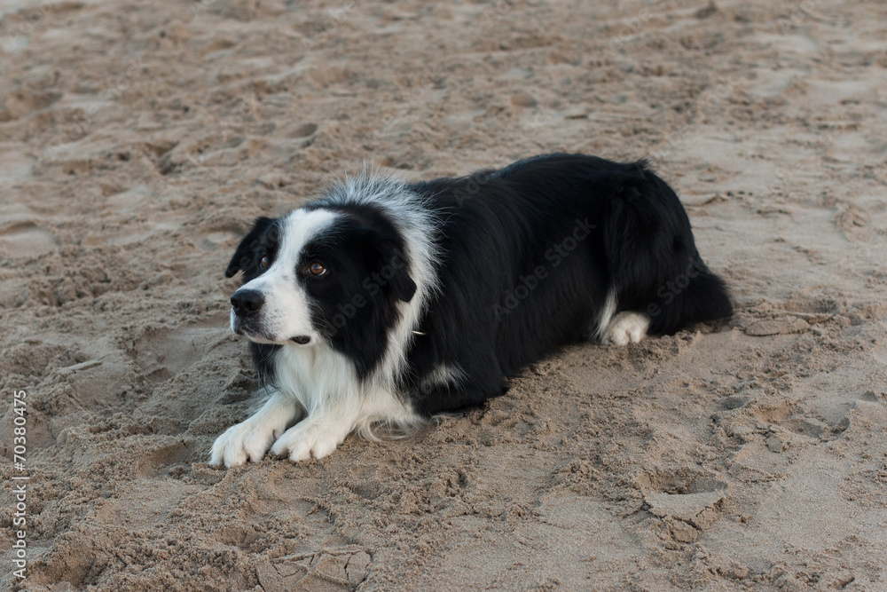Border Collie Border Collie