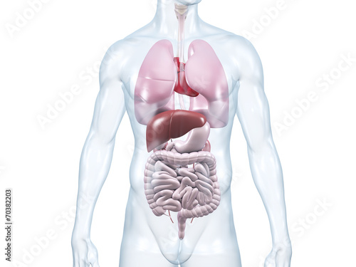 Innere Organe: anatomische 3D-Illustration