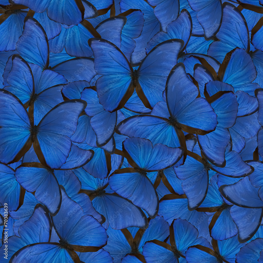 Obraz premium seamless background from blue morpho