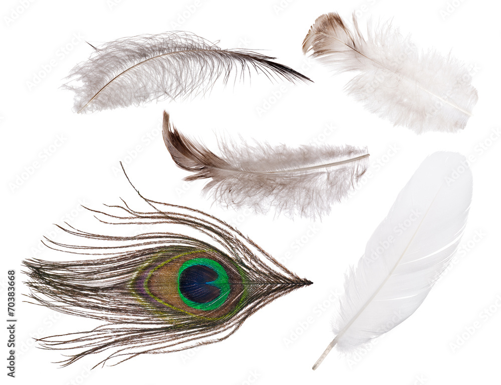Obraz premium set of isolated on white five feathers