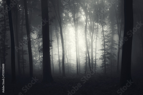 light in a foggy forest