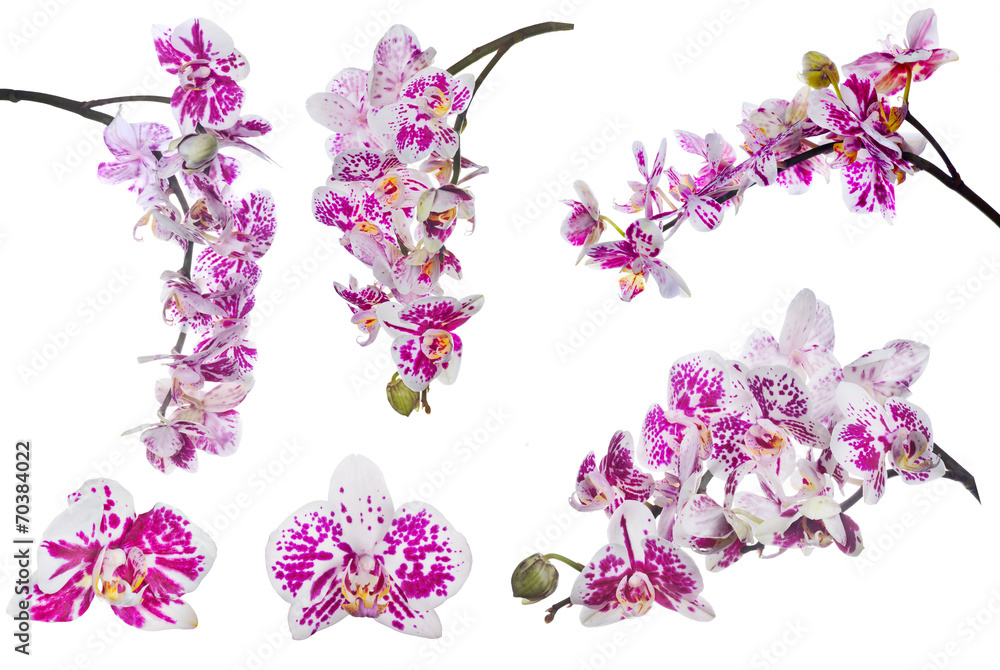 set of isolated orchid flowers with large pink spots