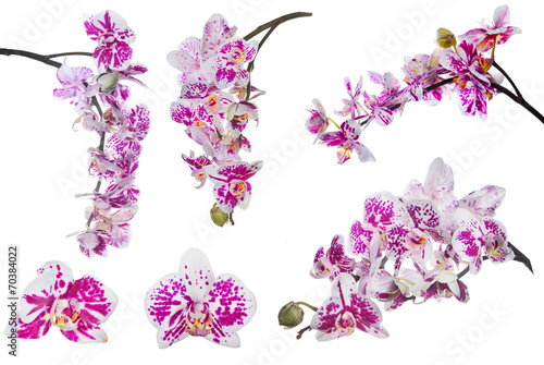 Fototapeta Naklejka Na Ścianę i Meble -  set of isolated orchid flowers with large pink spots