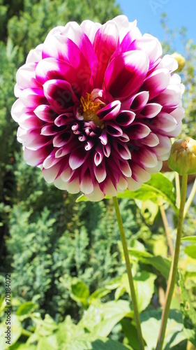Obraz na płótnie Blumen
