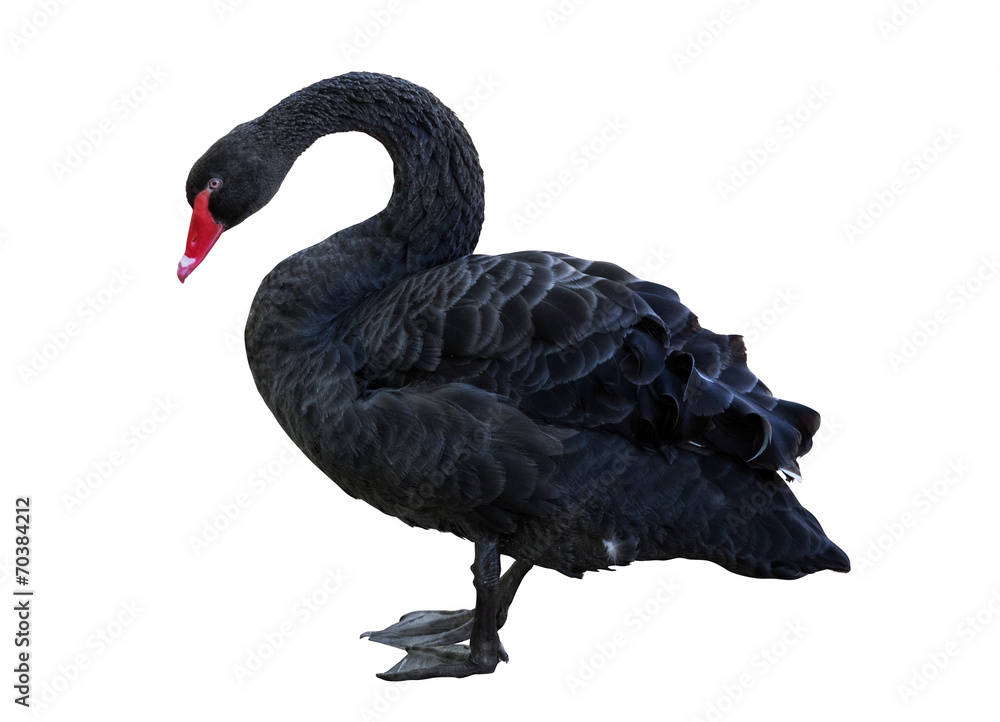 Obraz premium black swan isolated on white