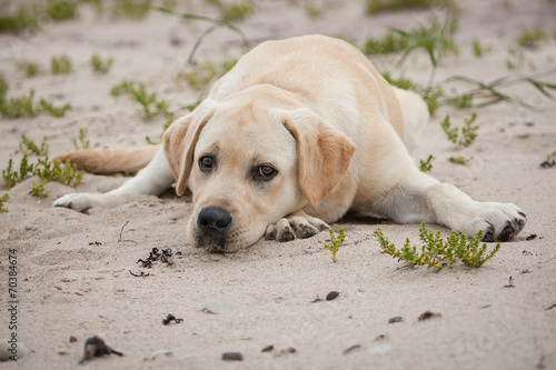Cute lonely yellow labrador puppy