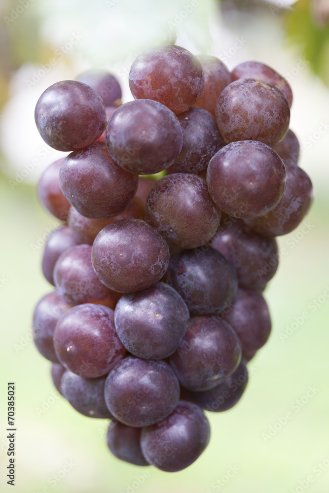 Fototapeta premium ブドウ畑 ピオーネ