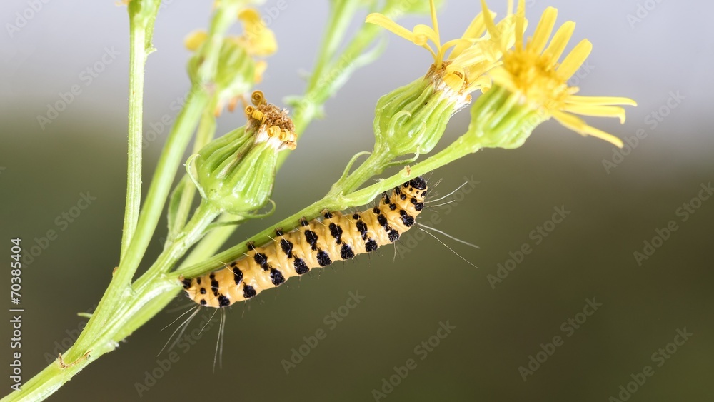 Fototapeta premium Caterpillar