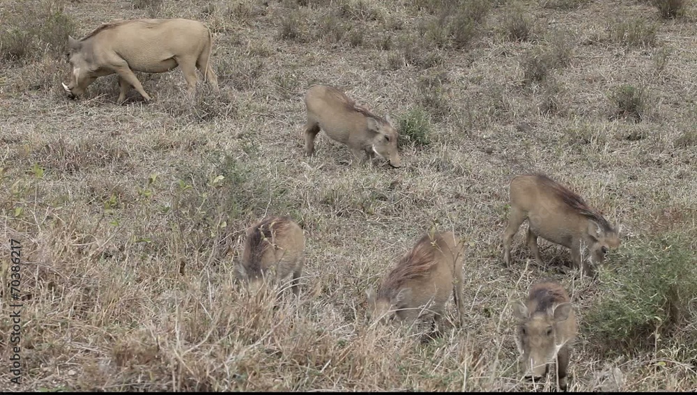 Warthog Family On The Move Gfhd Warthog Family On The Move Gfhd