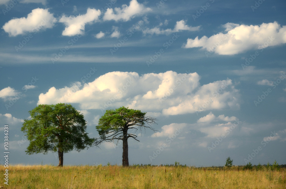 Fototapeta premium Beautiful Landscape with a Tree