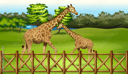 Giraffes in the forest