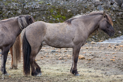Side view of dark brown Icelandic horse