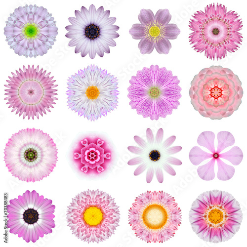 Fototapeta Naklejka Na Ścianę i Meble -  Collection Various Pink Concentric Flowers Isolated on White