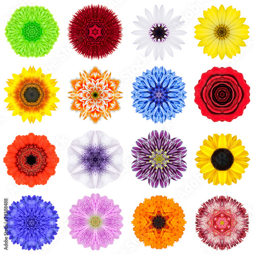 Big Collection of Various Concentric Flowers Isolated on White