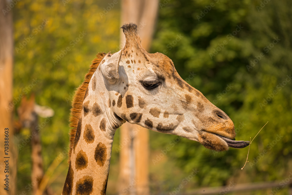 Obraz premium Closeup of a giraffe eating grass
