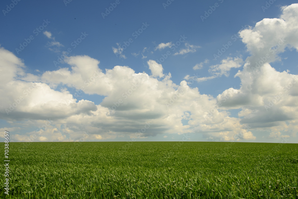 Wind blowing over wheat field against blue cloudy sky Wind blowing over wheat field against blue cloudy sky