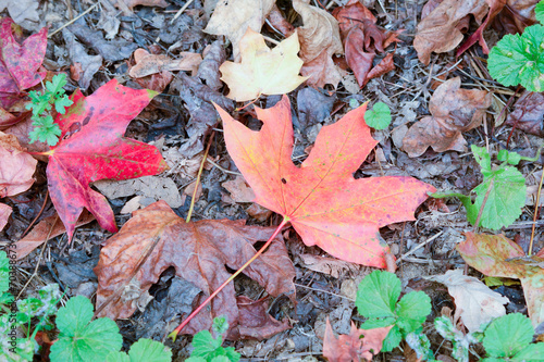 Colourful Sycamore tree leaves on floor