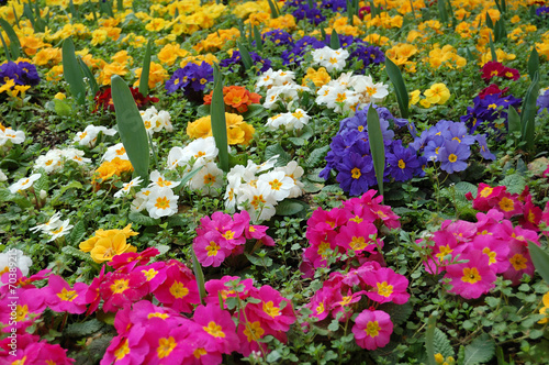 Pansy