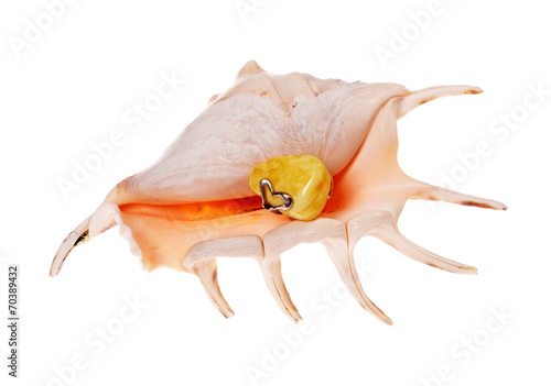 Ring to amber snail Rapana on white background photo