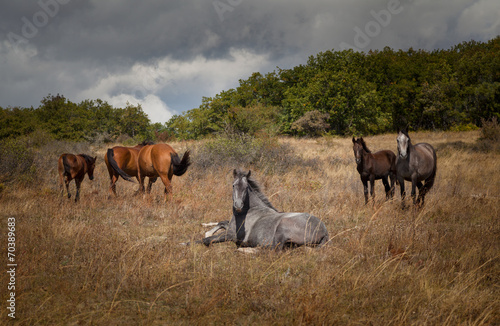 Wild horses. © ANP