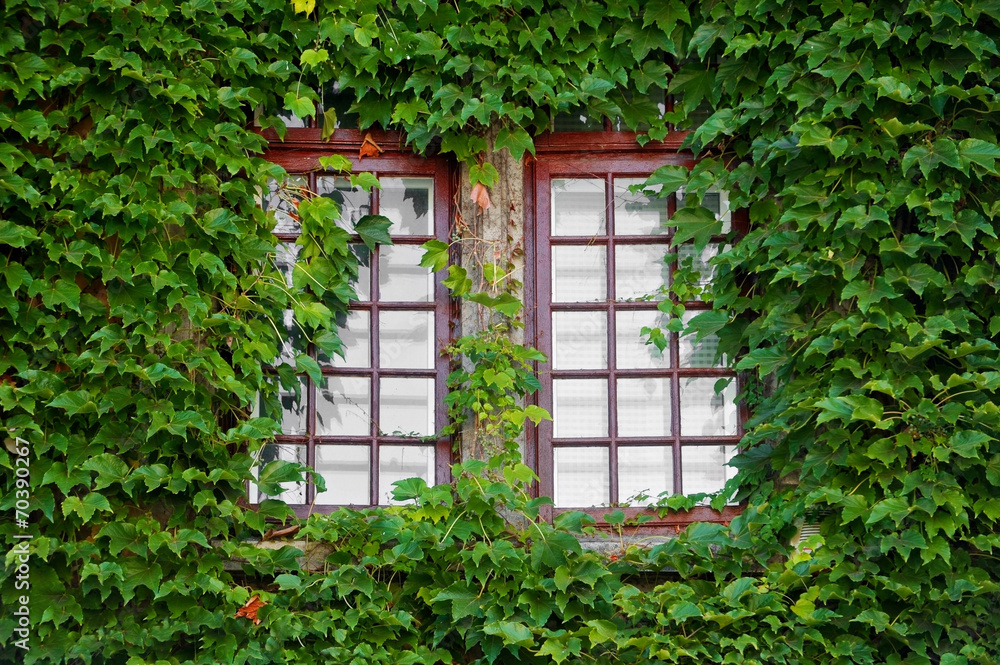 Wooden windows covered by ivy