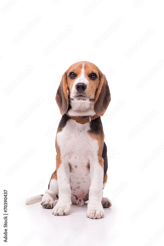 Little Beagle sitting, isolated