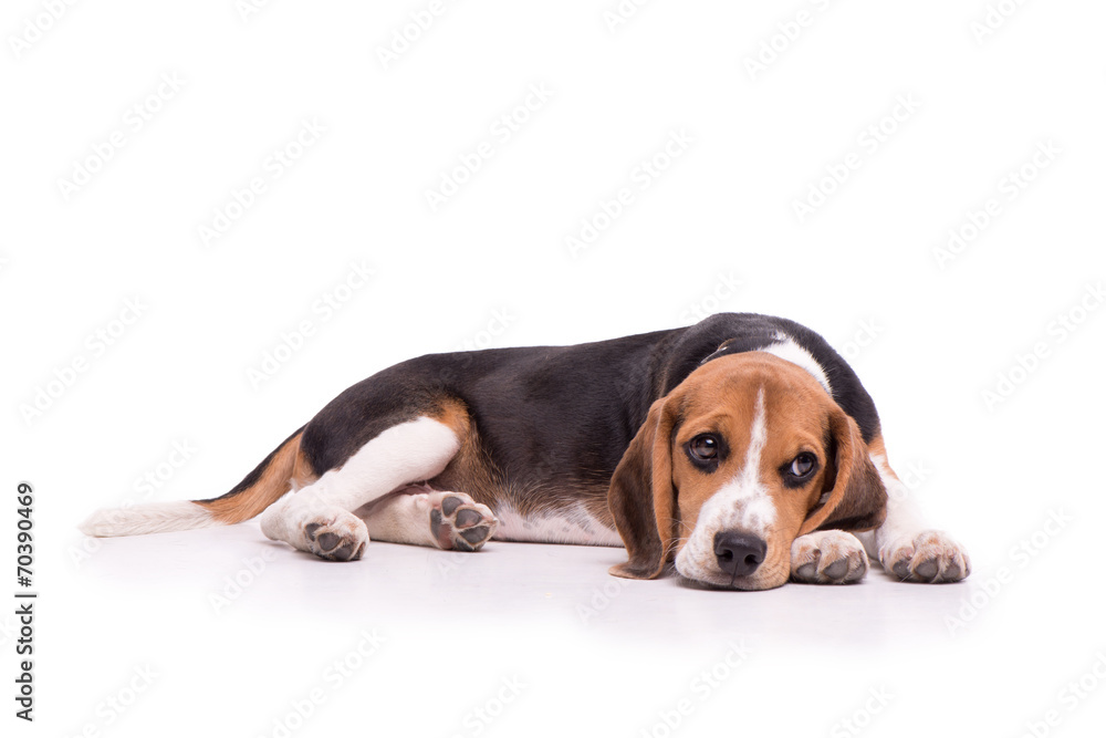 Sad Beagle lying, isolated