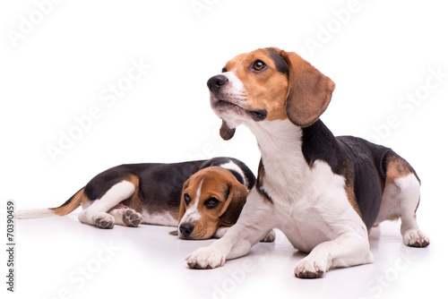 Two beautiful Beagles lying