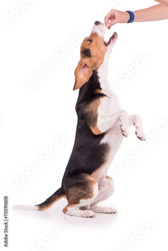 Full-fed Beagle, isolated