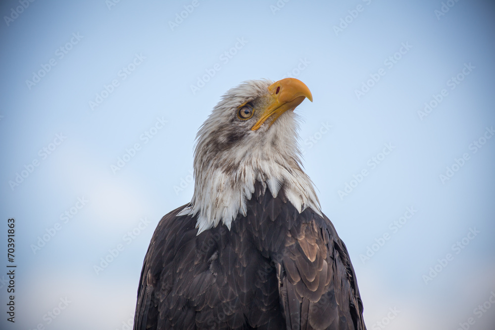 bald eagle close up bald eagle close up